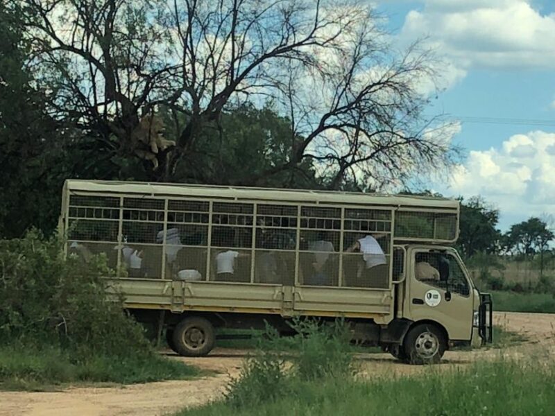 Johannesburg Lion Park and Lesedi Cultural Village - Duration and Tour Guide
