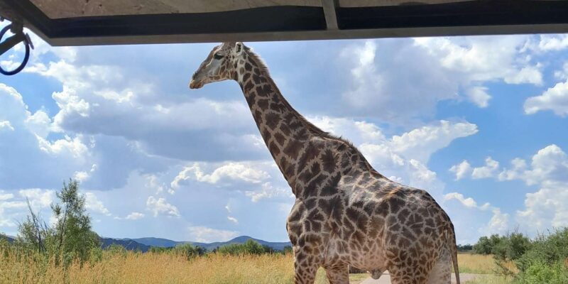 Johannesburg: Pilanesberg National Park 2-Day Private Safari - Accommodation at KwaMaritane Bush Lodge