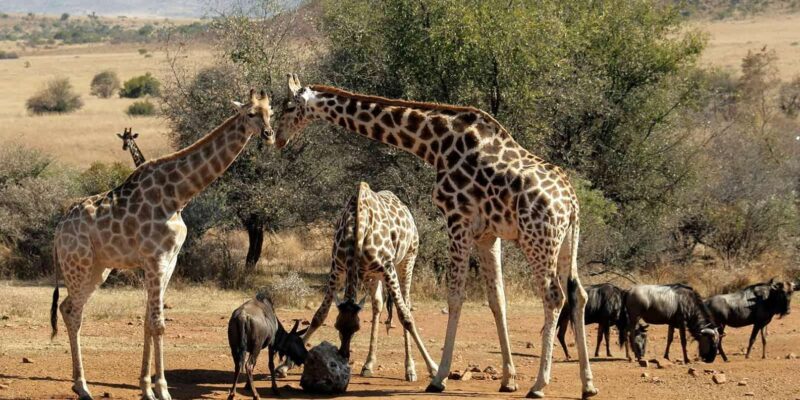 Johannesburg: Pilanesberg Nature Reserve Game Safari - Pricing and Booking Details