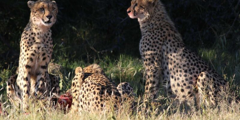 Johannesburg: Pilanesberg Nature Reserve Game Safari - Wildlife and Scenic Highlights