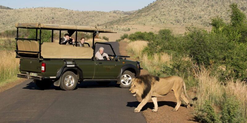 Johannesburg: Pilanesberg Nature Reserve Game Safari - Small Group Size and Languages