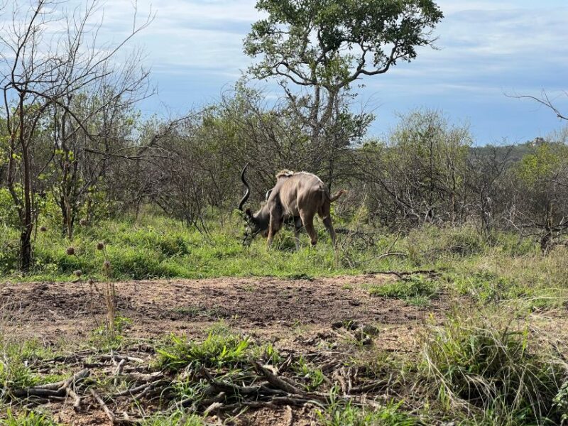 Johannesburg Safari Day Tour - Pilanesberg Big 5 Adventure - Wildlife Encounters