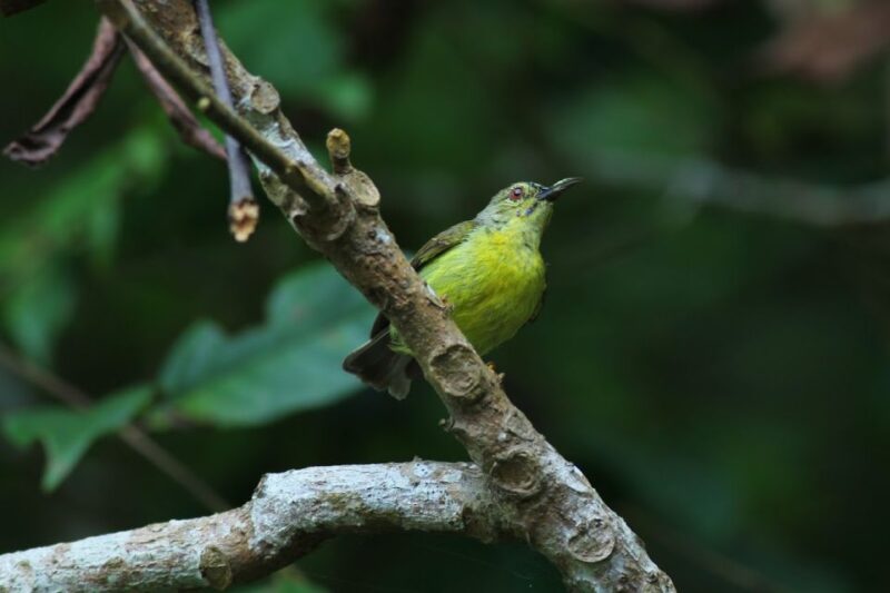 Johor: Desaru Coast Birdwatching Tour - Key Points