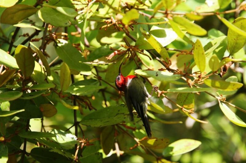 Johor: Desaru Coast Birdwatching Tour - Experience Highlights