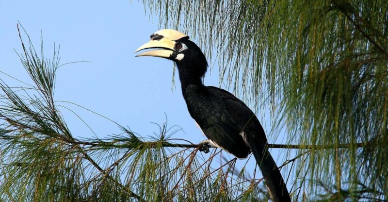 Johor: Desaru Coast Birdwatching Tour - Inclusions