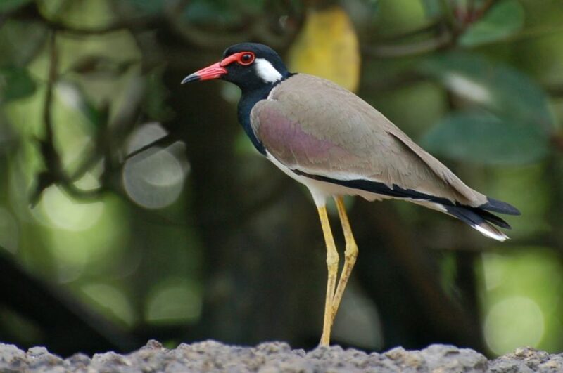 Johor: Desaru Coast Birdwatching Tour - Frequently Asked Questions