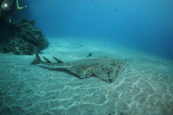 Join a Guided Dive to 2 Must See Dive Sites in Puerto Del Carmen - Schedule and Duration
