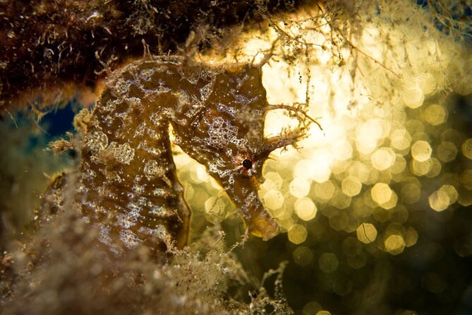 Join a Guided Dive to 2 Must See Dive Sites in Puerto Del Carmen - Inclusions and Exclusions