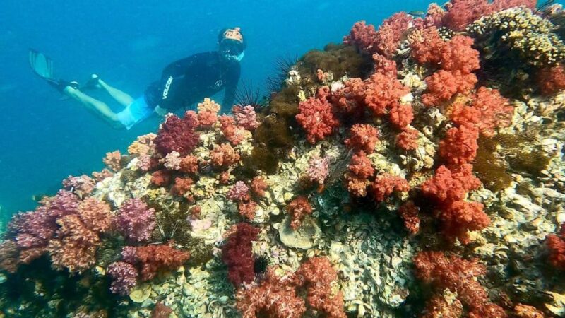 Join Snorkeling Trip 7 Spots Lunch Included - Snorkeling Experience