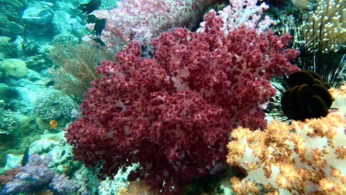 Join Snorkeling Trip 7 Spots Lunch Included - Customer Reviews