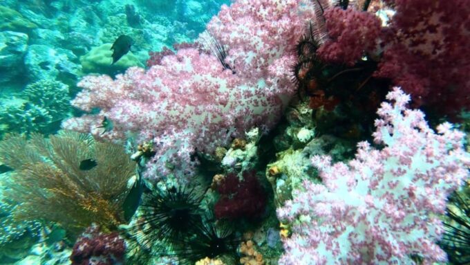 Join Snorkeling Trip 7 Spots Lunch Included - What to Expect