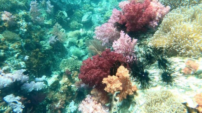 Join Snorkeling Trip 7 Spots Lunch Included - Frequently Asked Questions