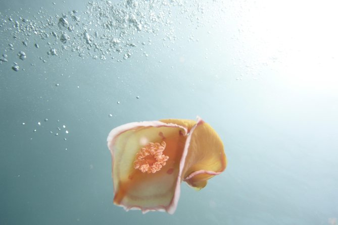 Join Us for Your First Bubbles - Small Group With Instruction