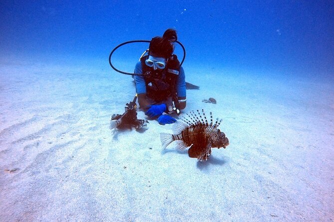 Join Us for Your First Bubbles - Equipment Provided for Dive