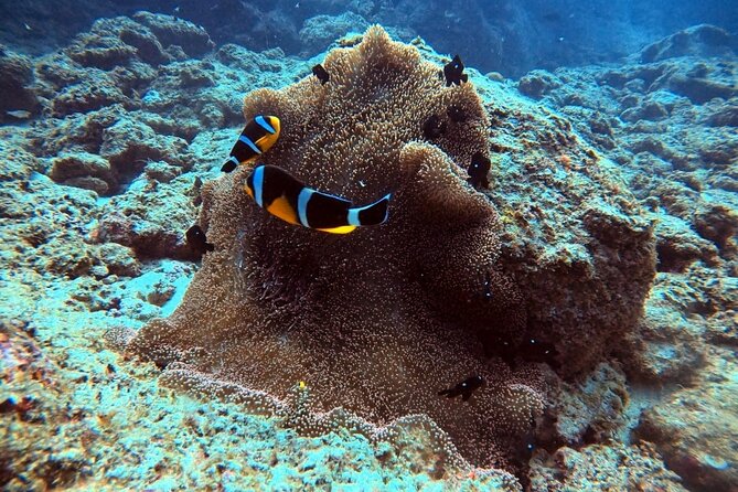 Join Us for Your First Bubbles - Safety and Instructor-Led Dives
