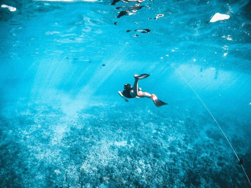 Join Us on a Snorkel Boat Tour - Marine Life Sightings