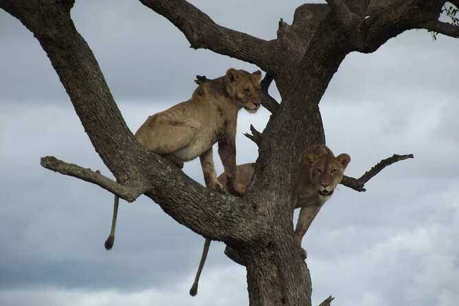 Joining Safari Three Days From Mwanza - Safari Schedule