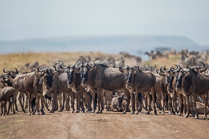 Joining Safari Three Days From Mwanza - Dietary Preferences