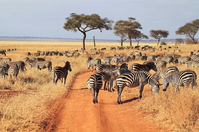 Joining Safari Three Days From Mwanza - Transportation and Pickup