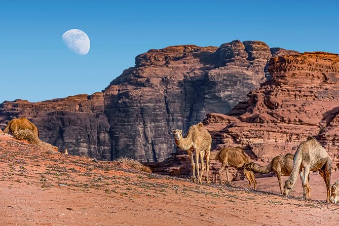 Jordan Pass 2- Night Private Secret Escape Tour Petra, Wadi Rum, & the Dead Sea - Tips for a Successful Trip