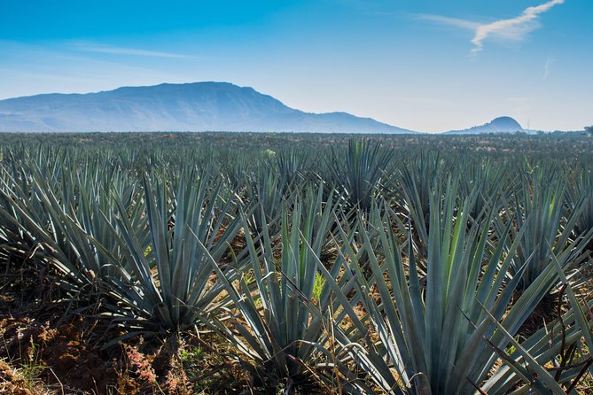 José Cuervo Tequila Day Experience From Guadalajara - Distillery Visits