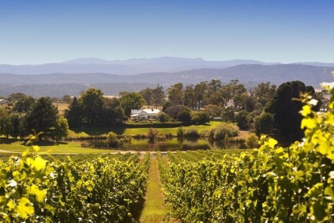 Josef Chromy Wines: Tour, Tasting and Lunch - Vineyard Tour and Grape Cultivation