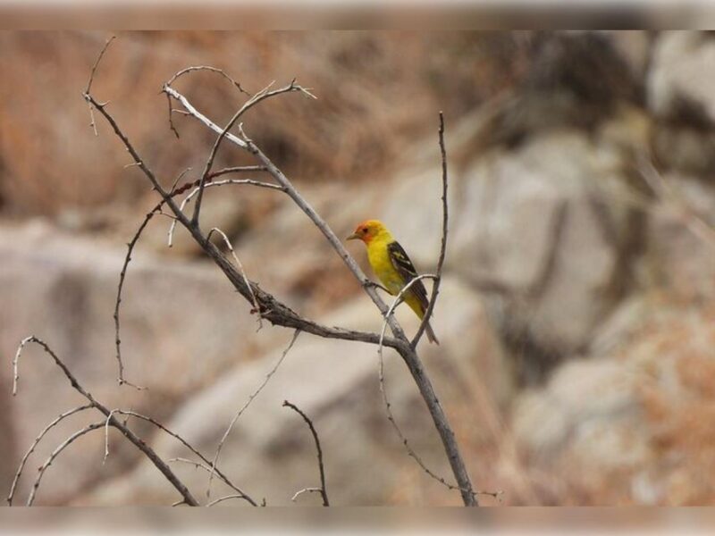 Joshua Tree: Half-Day Private Hike of the National Park - Experience and Highlights