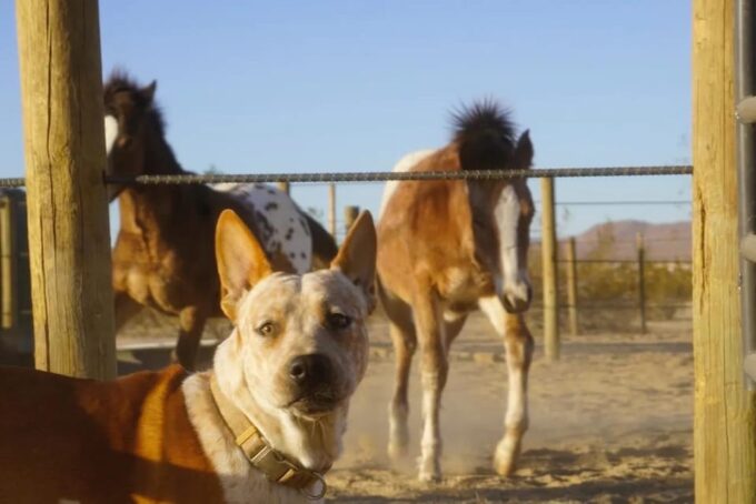 Joshua Tree: Horseback Trail Riding Adventure With a Guide - Capturing Memorable Photographic Moments