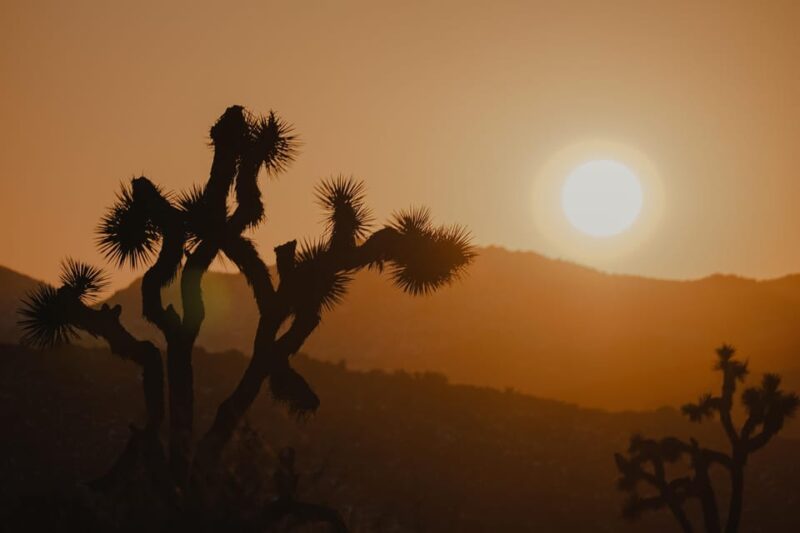 Joshua Tree National Park: 3 Hr Guided Horseback Ride - Experience Highlights