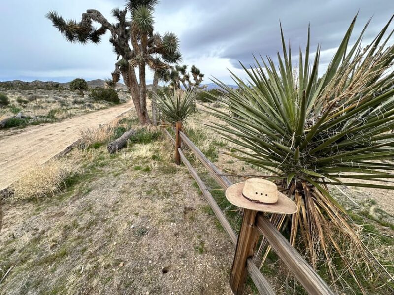 Joshua Tree National Park: 3 Hr Guided Horseback Ride - Restrictions and Requirements