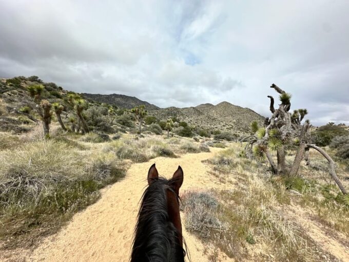 Joshua Tree National Park: 3 Hr Guided Horseback Ride - Customer Reviews