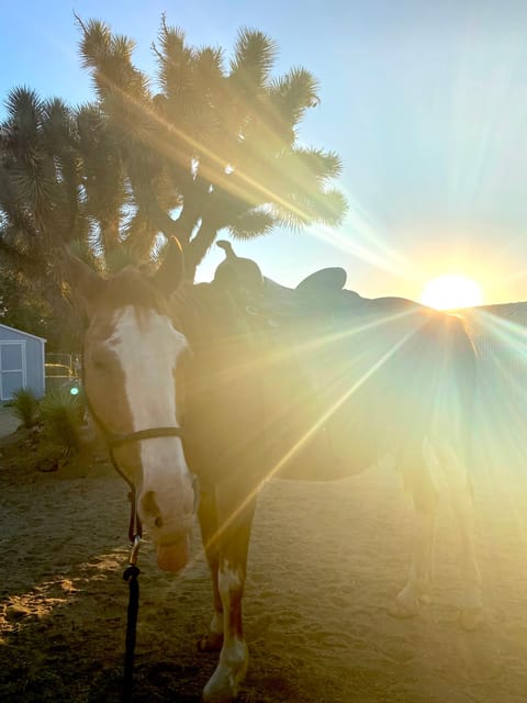Joshua Tree National Park: 3 Hr Guided Horseback Ride - Frequently Asked Questions