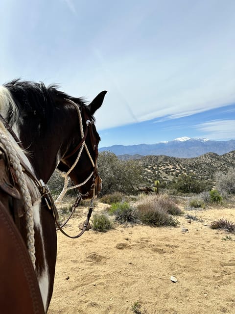 Joshua Tree National Park Horseback Ride - Inclusions and Cancellation Policy