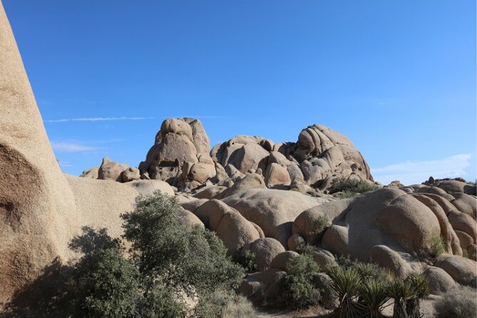 Joshua Tree National Park Self-Guided Driving Tour - Wildlife Encounters in the Wilderness
