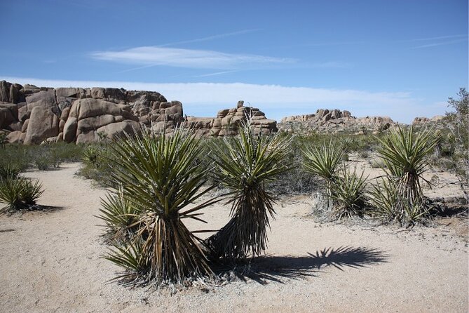 Joshua Tree National Park Self-Guided Driving Tour - Making the Most of Your Experience