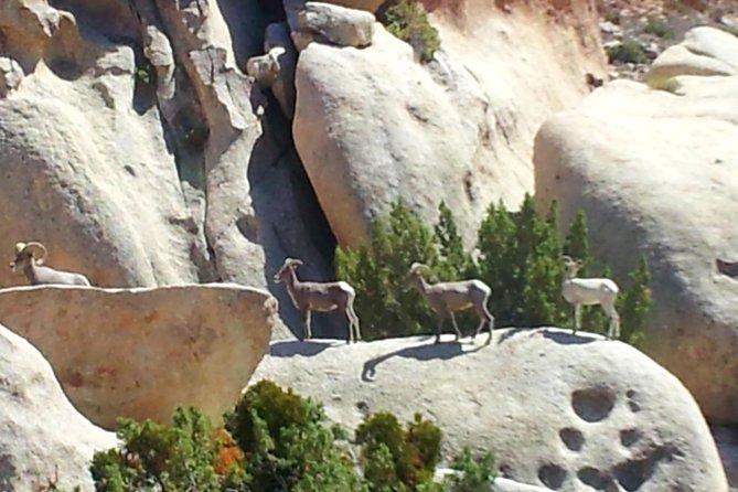 Joshua Tree Open Air Hummer Adventure - Geology and Cultural History