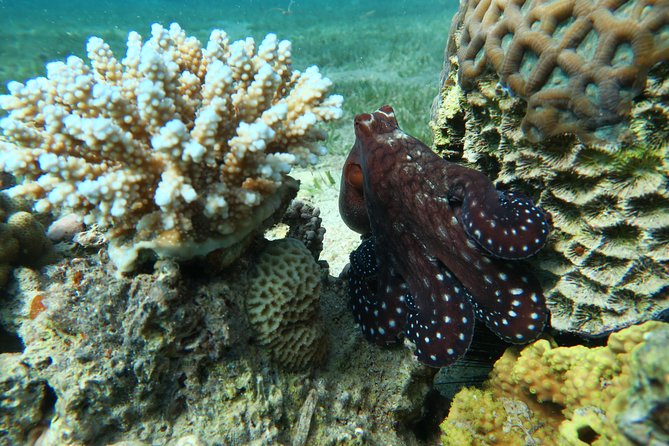 Journey of Diving or Snorkelling From a Boat - Meeting and Pickup Details