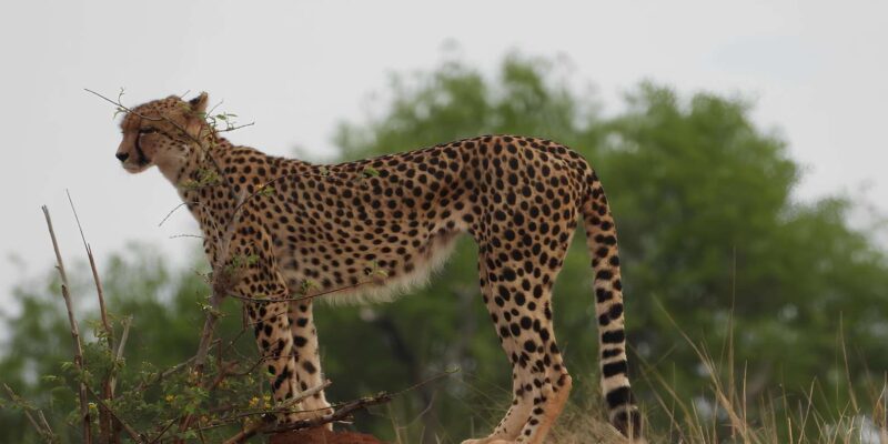 Journey Through Kruger - Itinerary Highlights
