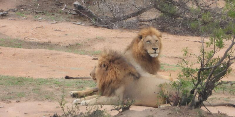 Journey Through Kruger - Inclusions and Exclusions