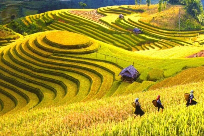 Journey Through Sapa Terraces & Traditions - Customer Reviews