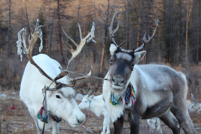 Journey to the Tsaatan Reindeer Herders Tribe of Mongolia - Accommodation and Meals