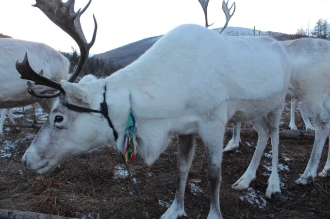 Journey to the Tsaatan Reindeer Herders Tribe of Mongolia - Reindeer Herding Experience
