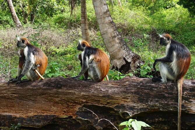 Jozan Forest and Stone Town Tour - Accessibility