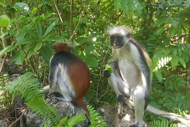 Jozani Forest, Kuza Cave, Paje Beach and The Rock Restaurant - Key Points