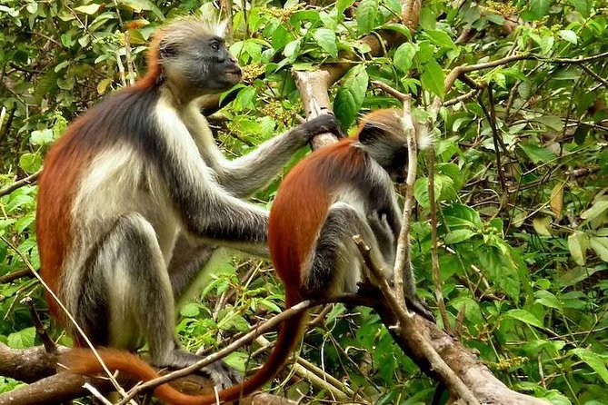 Jozani Forest Reserve Half-Day Guided Tour From Zanzibar - Tour Activities