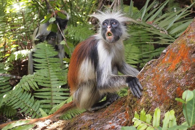 Jozani Forest Reserve Half-Day Guided Tour From Zanzibar - Inclusions and Exclusions