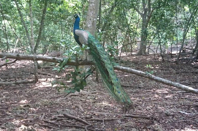 Jozani Forest Reserve Half-Day Guided Tour From Zanzibar - Pickup and Drop-off