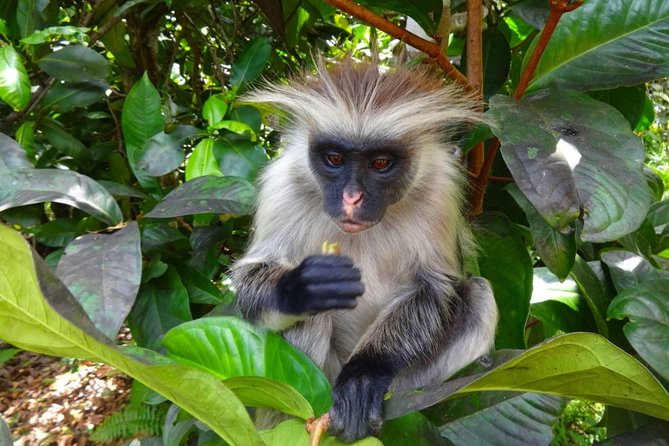 Jozani Forest Reserve Half-Day Guided Tour From Zanzibar - Guided Nature Tour