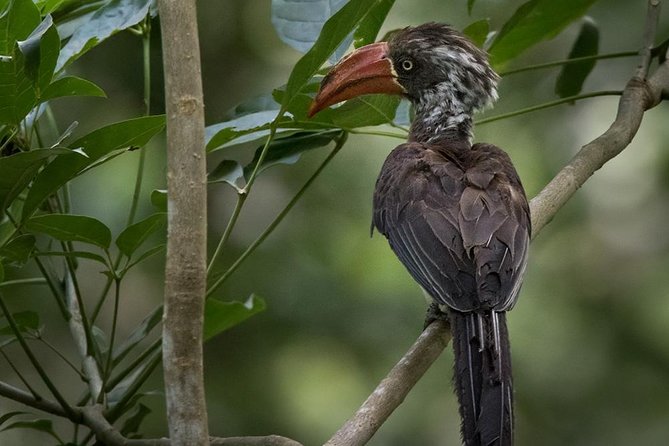 Jozani Forest Reserve Half-Day Guided Tour From Zanzibar - Traversing the Sanctuary