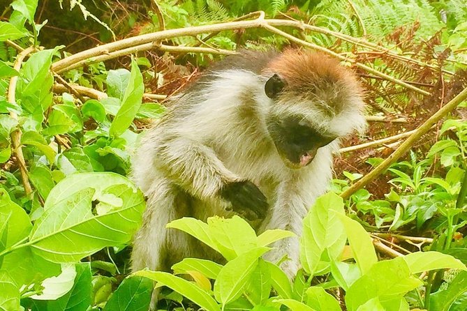 Jozani Forest Tour - Traveler Feedback and Insights